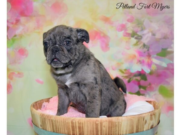 Ori Pei-DOG-Female-Blue Merle-20106-Petland Fort Myers, Florida