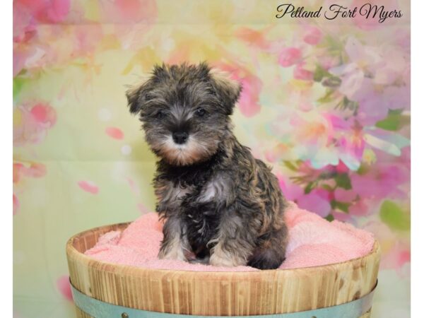 Miniature Schnauzer DOG Female Salt & Pepper 20105 Petland Fort Myers, Florida