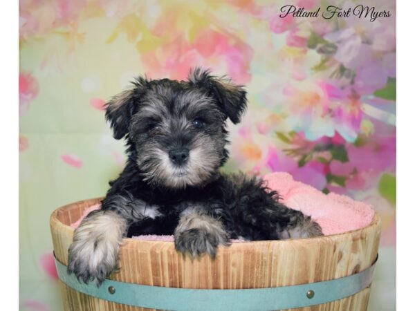 Miniature Schnauzer DOG Male Salt & Pepper 20104 Petland Fort Myers, Florida