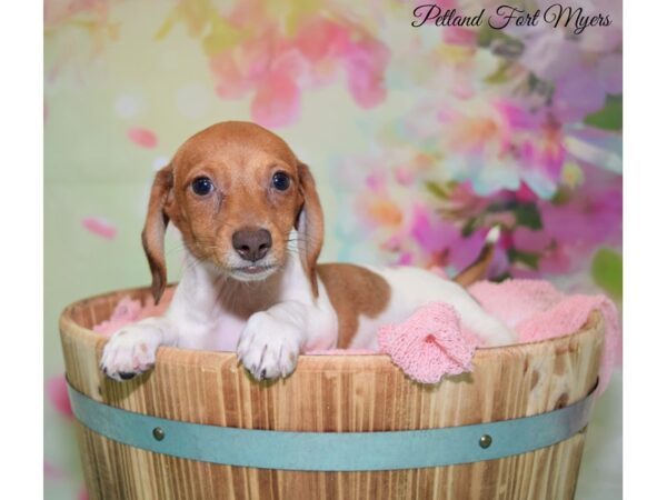 Dachshund DOG Female Red/Tan/Piebald 20103 Petland Fort Myers, Florida