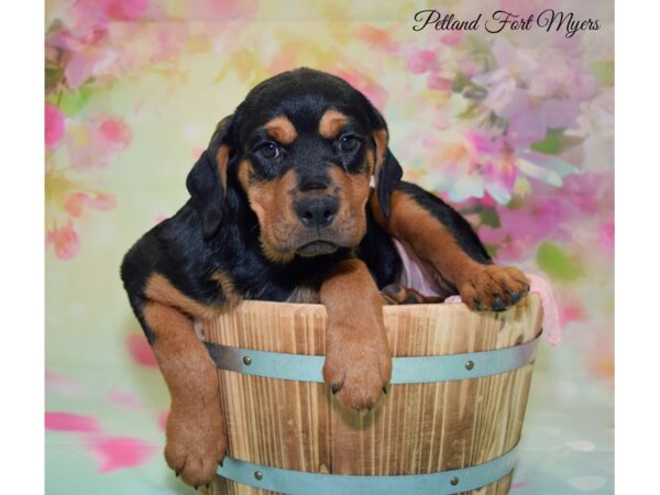 Rottweiler DOG Female Black & Rust 20102 Petland Fort Myers, Florida