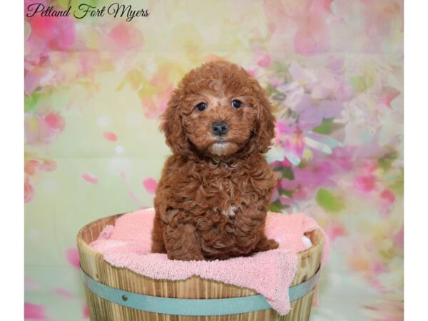 Miniature Goldendoodle DOG Female Red 20100 Petland Fort Myers, Florida