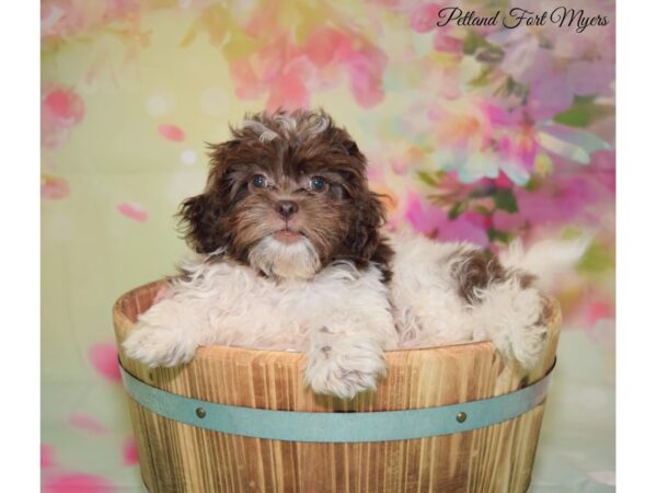 Shih-Poo (Shih Tzu/Poodle)-DOG-Male-Chocolate & White-20052-Petland Fort Myers, Florida