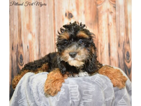 Cocker Spaniel / Poodle-DOG-Female-Sable-20025-Petland Fort Myers, Florida