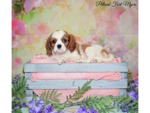 Cavalier King Charles Spaniel DOG Male Blenheim 20135 Petland Fort Myers, Florida