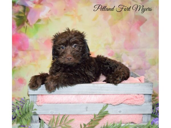 Miniature Labradoodle-DOG-Female-Chocolate-20131-Petland Fort Myers, Florida