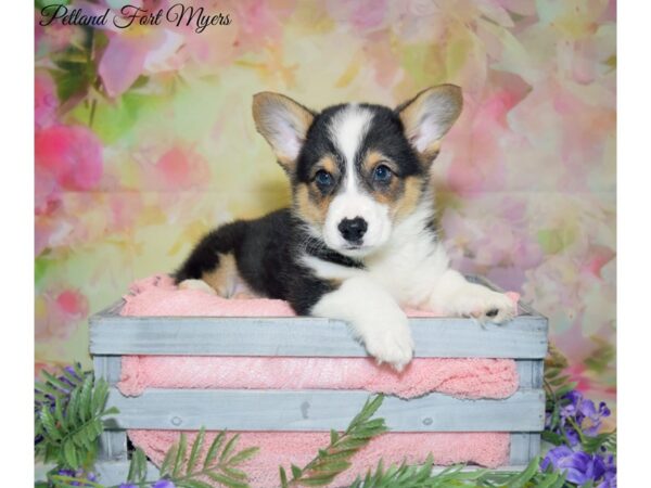 Pembroke Welsh Corgi DOG Male Black & Tan 20142 Petland Fort Myers, Florida