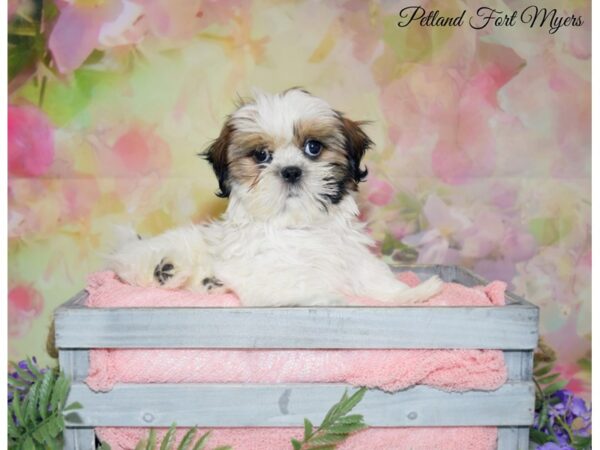 Shih Tzu DOG Male Red & White 20148 Petland Fort Myers, Florida