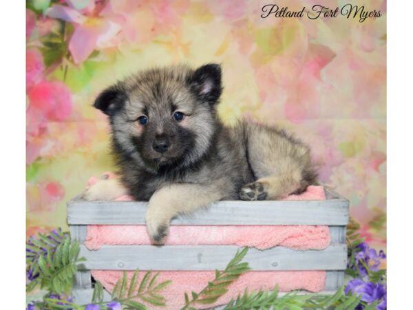 Keeshond DOG Female Black & Silver 20141 Petland Fort Myers, Florida