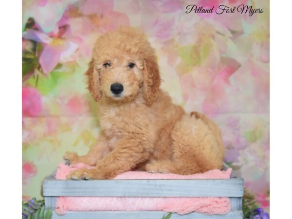 Goldendoodle 2nd Gen DOG Female Cream 20153 Petland Fort Myers, Florida