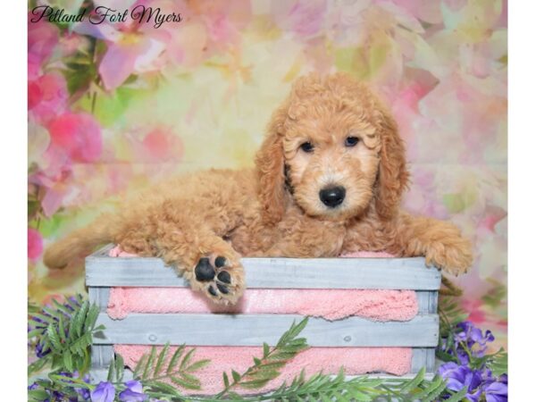 Goldendoodle 2nd Generation DOG Male Cream 20152 Petland Fort Myers, Florida