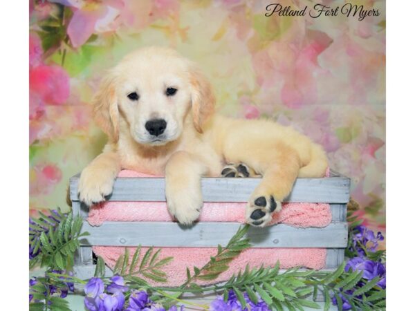 Golden Retriever DOG Female Golden 20150 Petland Fort Myers, Florida