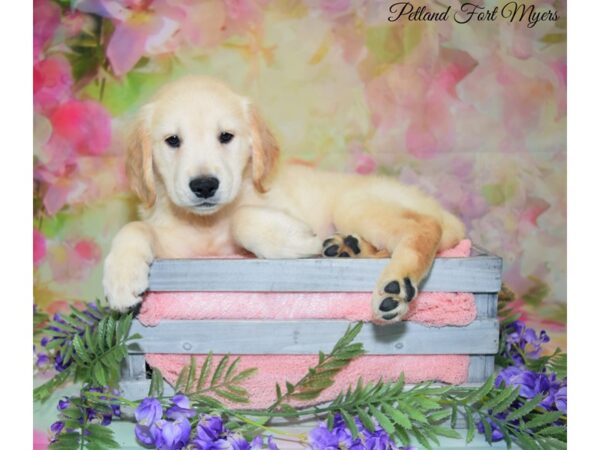 Golden Retriever DOG Male Golden 20149 Petland Fort Myers, Florida