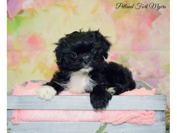 Poodle/Japanese Chin DOG Male Black 20145 Petland Fort Myers, Florida