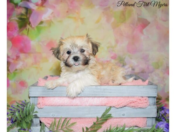 Havanese DOG Female White & Gold 20144 Petland Fort Myers, Florida