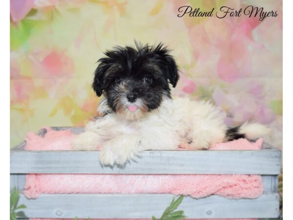 Havanese DOG Female White & Black 20143 Petland Fort Myers, Florida