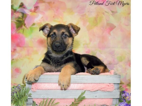 German Shepherd DOG Female Black & Tan 20140 Petland Fort Myers, Florida