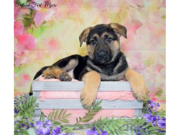 German Shepherd DOG Male Black & Tan 20139 Petland Fort Myers, Florida