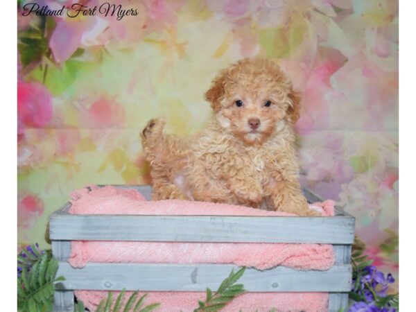 Poodle DOG Male Apricot 20138 Petland Fort Myers, Florida