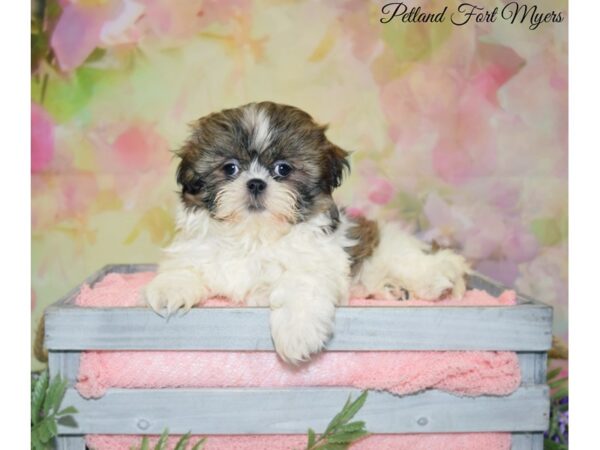 Shih Tzu DOG Female Brindle & White 20137 Petland Fort Myers, Florida