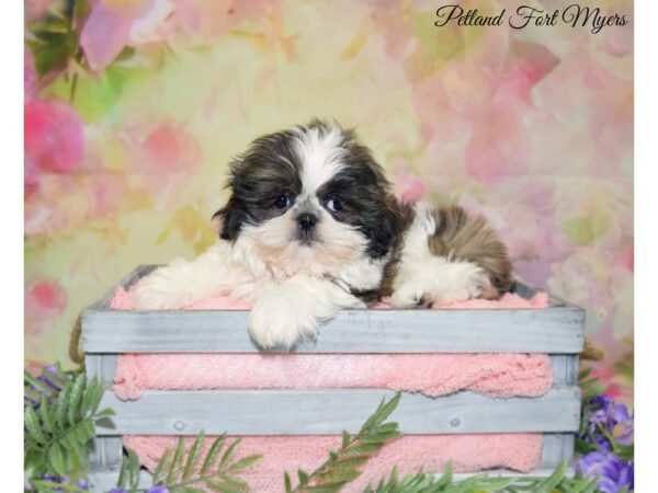 Shih Tzu DOG Male Brindle & White 20136 Petland Fort Myers, Florida