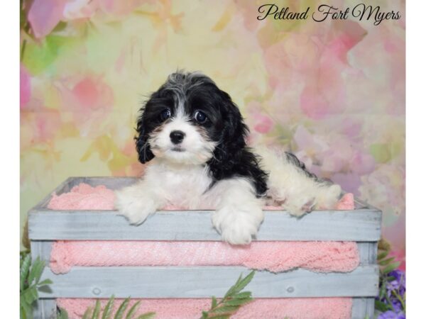 Cavalier King Charles Spaniel/Poodle DOG Female Black & White 20134 Petland Fort Myers, Florida