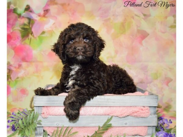 Cocker Spaniel/Poodle DOG Male Chocolate 20132 Petland Fort Myers, Florida