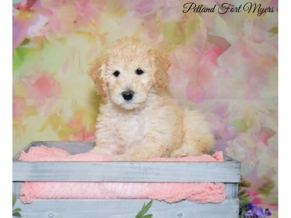 Miniature Goldendoodle DOG Female Cream 20130 Petland Fort Myers, Florida