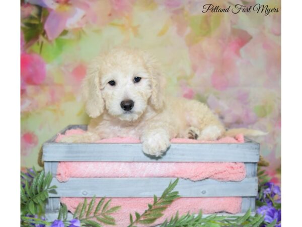 Miniature Goldendoodle DOG Male Cream 20129 Petland Fort Myers, Florida