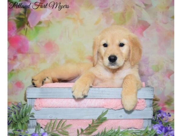 Golden Retriever DOG Female Golden 20128 Petland Fort Myers, Florida