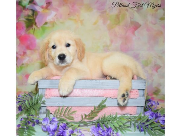 Golden Retriever DOG Male Golden 20127 Petland Fort Myers, Florida