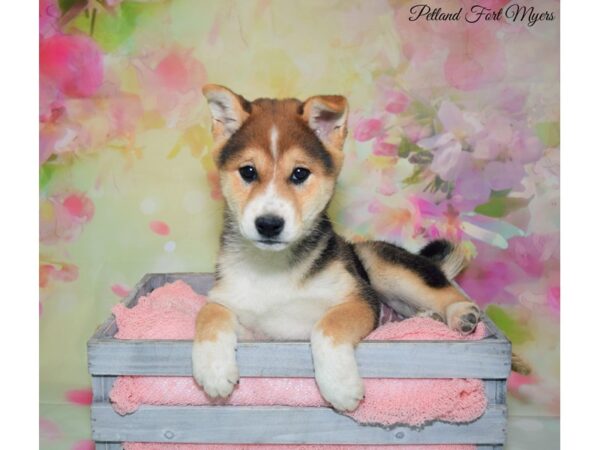 Shiba Inu-DOG-Male-Black & Tan-20154-Petland Fort Myers, Florida