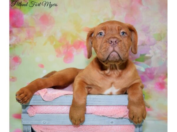 Dogue de Bordeaux DOG Female Red 20167 Petland Fort Myers, Florida