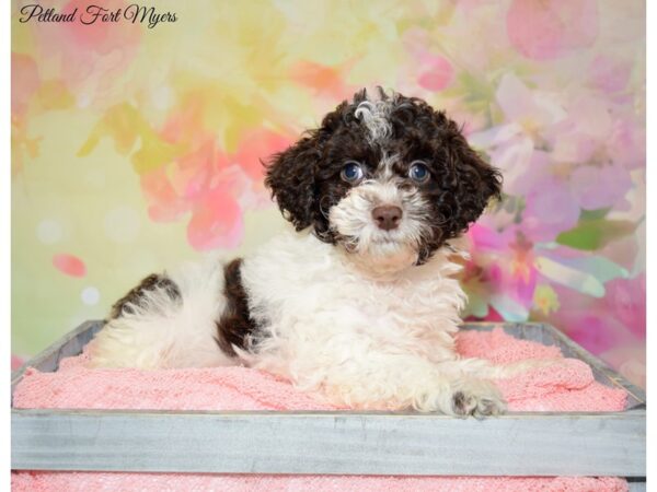 Mini Goldendoodle DOG Female Chocolate Parti 20166 Petland Fort Myers, Florida