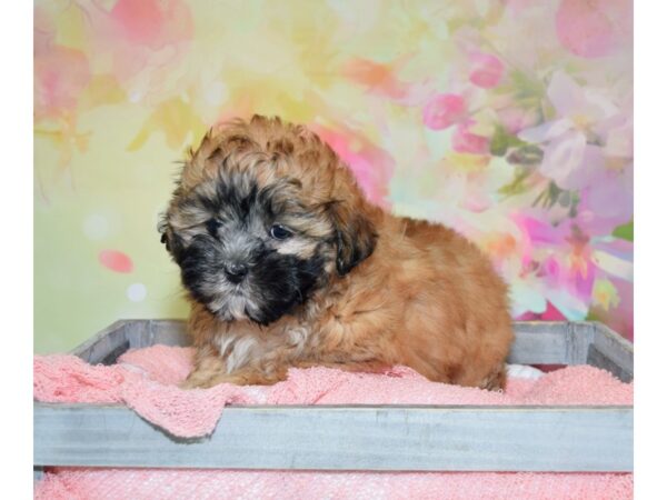 Shih Tzu/Poodle DOG Female Wheaten 20164 Petland Fort Myers, Florida