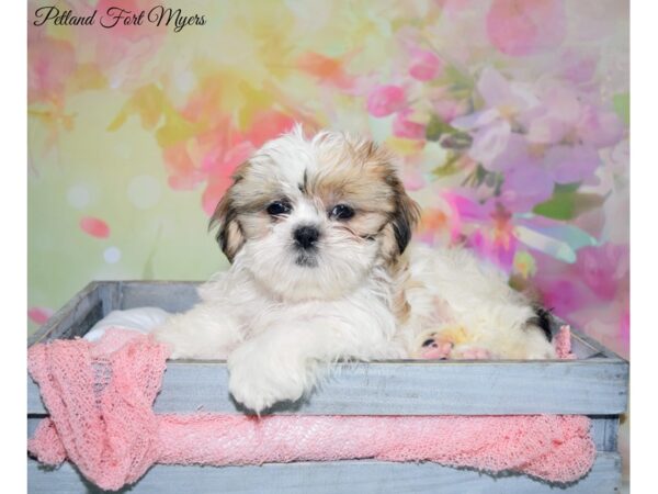 Shih Tzu DOG Female White & Gold, Parti 20163 Petland Fort Myers, Florida