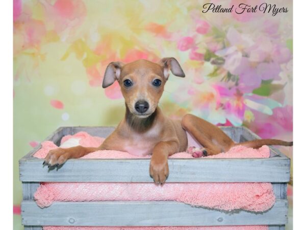 Italian Greyhound DOG Female Blue Fawn 20161 Petland Fort Myers, Florida