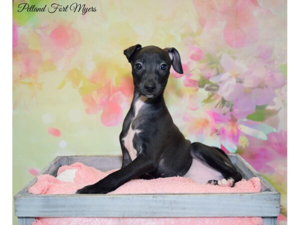 Italian Greyhound-DOG-Male-Silver-20160-Petland Fort Myers, Florida