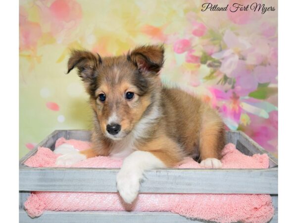 Shetland Sheepdog-DOG-Female-Sable & White-20159-Petland Fort Myers, Florida