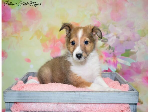 Shetland Sheepdog DOG Male Sable & White 20158 Petland Fort Myers, Florida