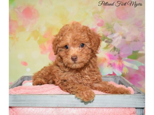 Poodle DOG Male Apricot 20156 Petland Fort Myers, Florida