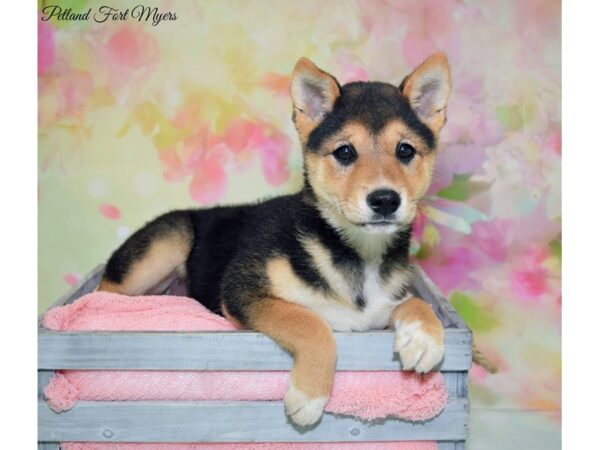 Shiba Inu DOG Female Black & Tan 20155 Petland Fort Myers, Florida