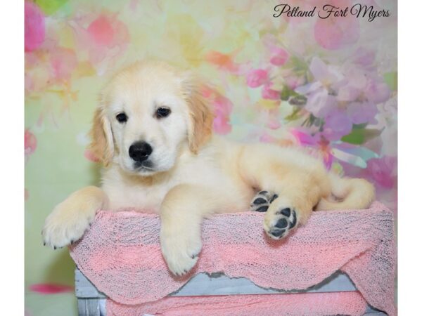 Golden Retriever DOG Male Golden 20168 Petland Fort Myers, Florida