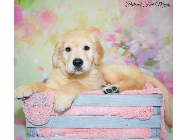 Golden Retriever DOG Female Golden 20169 Petland Fort Myers, Florida