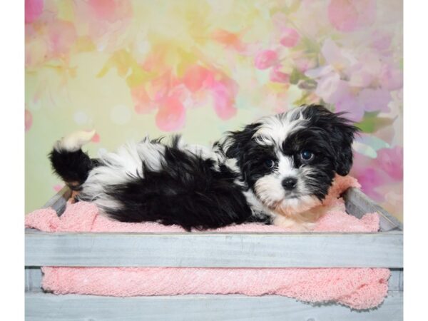 Cavalier King Charles Spaniel/Havanese DOG Male White/Black/Parti 20170 Petland Fort Myers, Florida