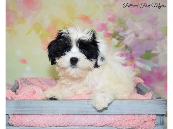 Cavalier King Charles Spaniel/Havanese DOG Female Tri 20171 Petland Fort Myers, Florida