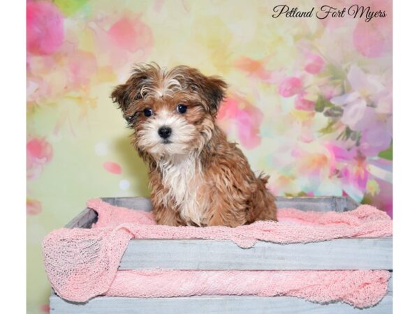 Maltese/Shih Tzu DOG Female Golden 20172 Petland Fort Myers, Florida