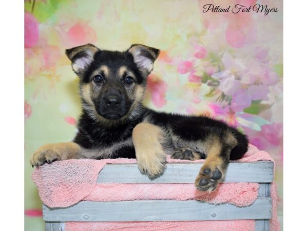 German Shepherd DOG Female Black & Tan 20175 Petland Fort Myers, Florida