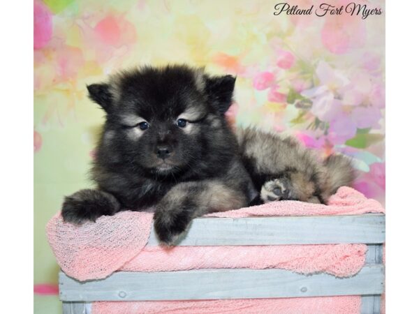 Keeshond DOG Male Silver & Black 20176 Petland Fort Myers, Florida