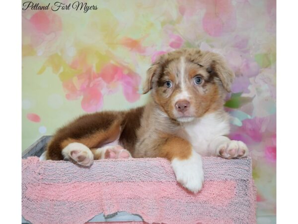 Australian Shepherd DOG Male Red Merle 20177 Petland Fort Myers, Florida